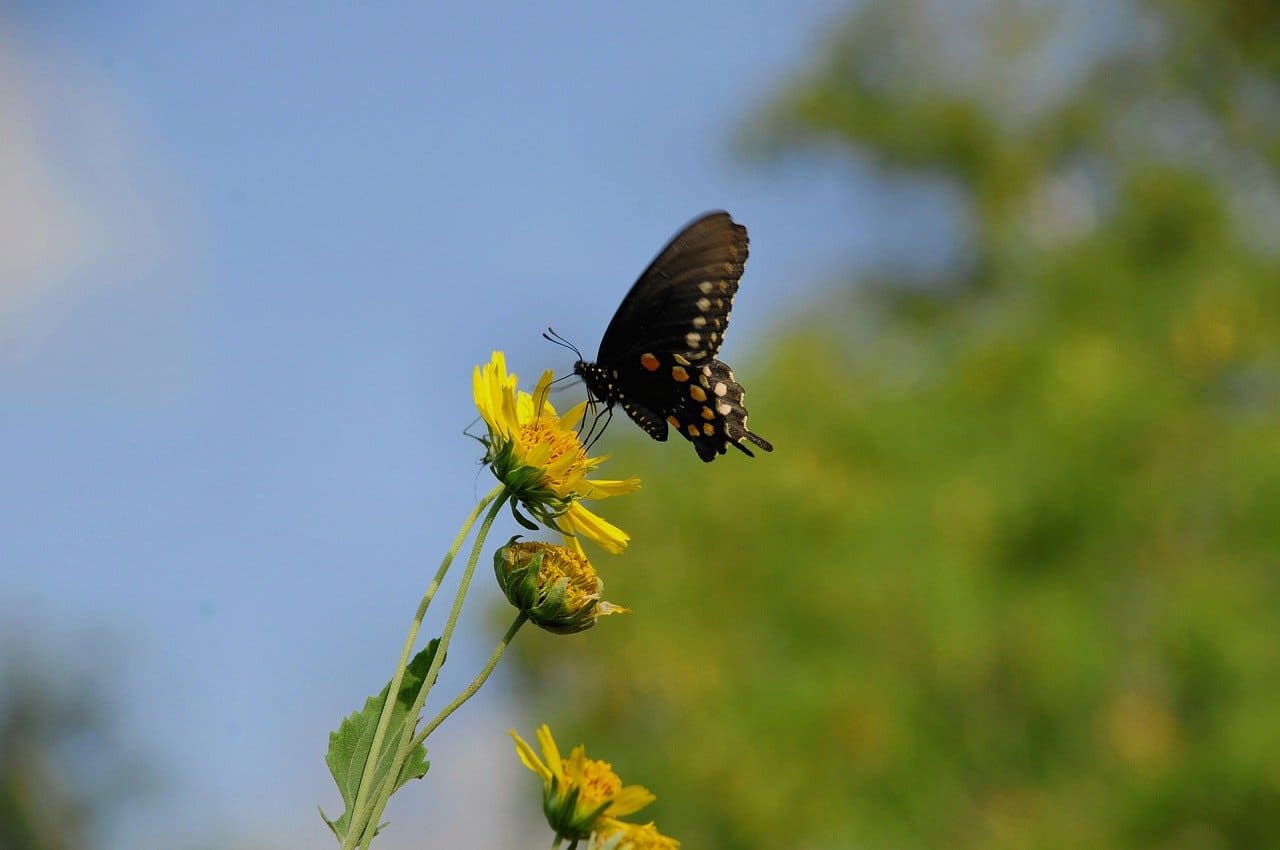 Investigación en SifG22